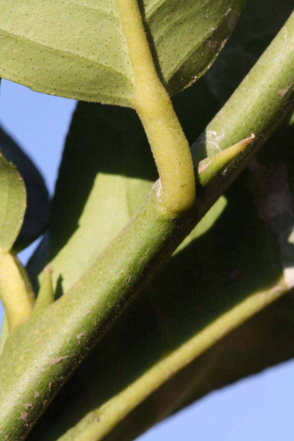            First year twig (Riverside, CA)   